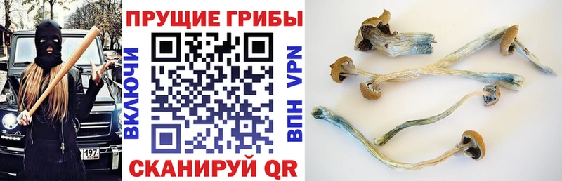 где купить наркоту  Снежногорск  Псилоцибиновые грибы Cubensis 